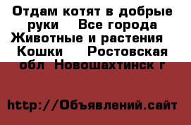 Отдам котят в добрые руки. - Все города Животные и растения » Кошки   . Ростовская обл.,Новошахтинск г.